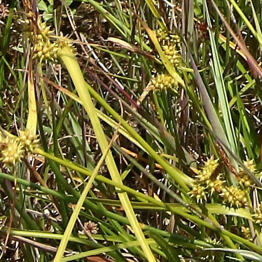 Carex oederi Plod