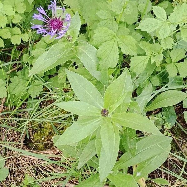 Centaurea montana 形态