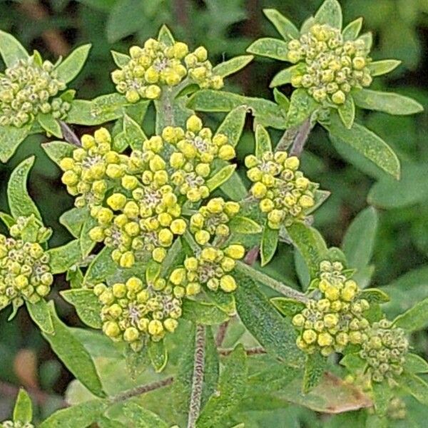 Alyssum montanum പുഷ്പം