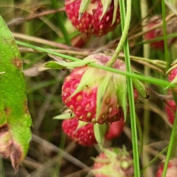 Fragaria viridis Frukto