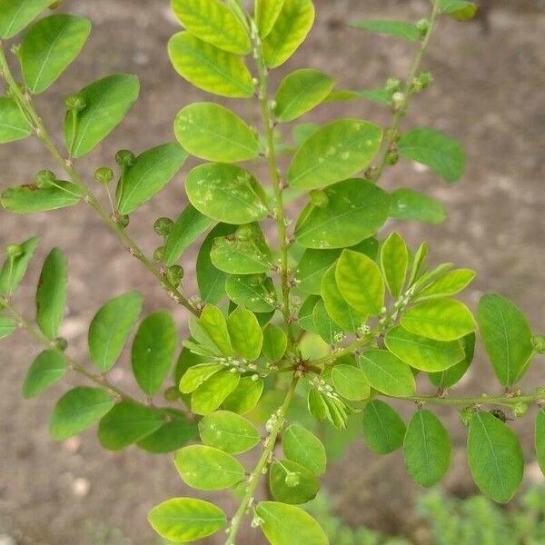 Phyllanthus tenellus Folla