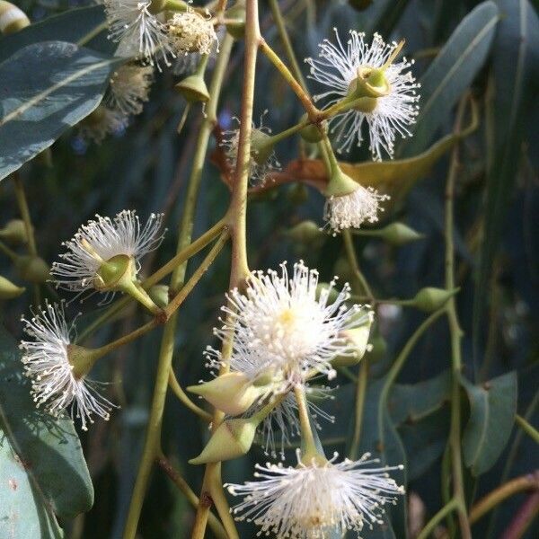 Corymbia citriodora Blomma