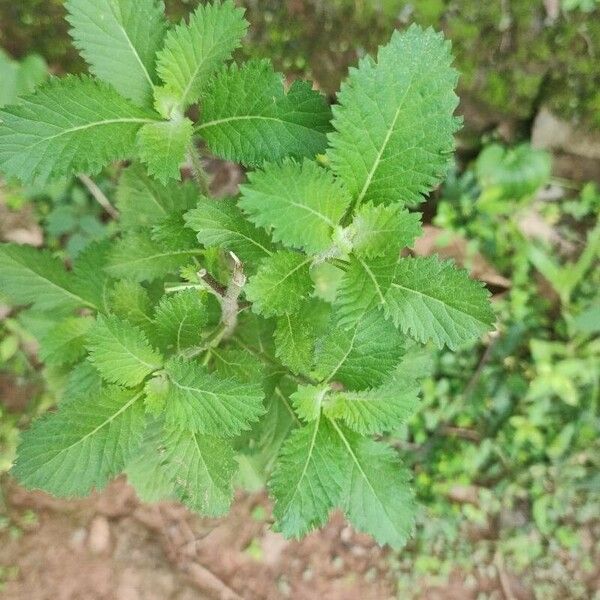 Centratherum punctatum Blad