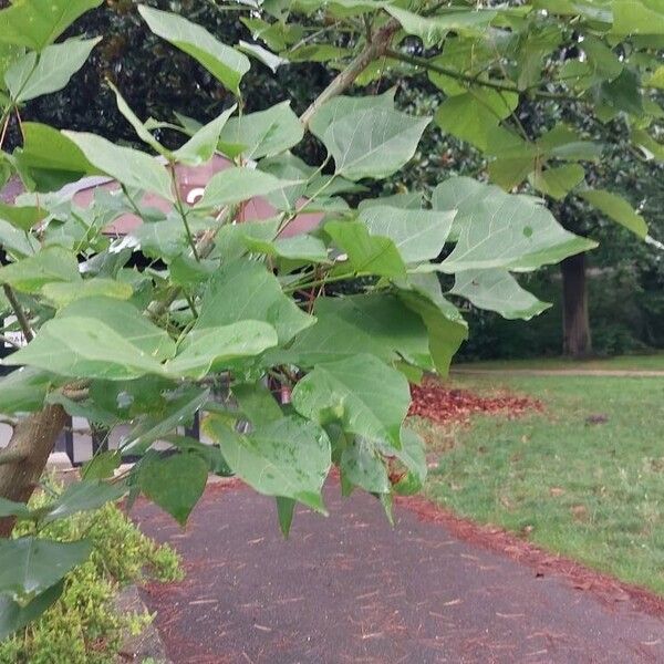 Erythrina caffra Hoja