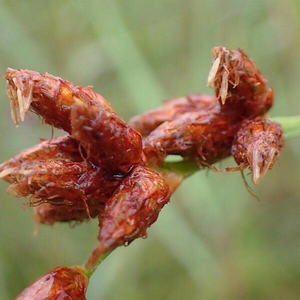 Schoenoplectus tabernaemontani Fruit