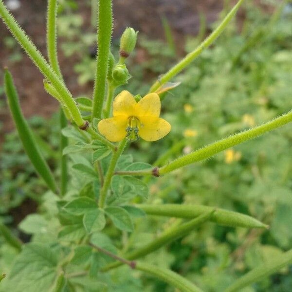 Cleome viscosa Fruchs