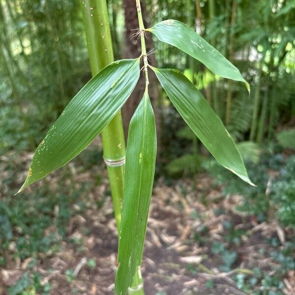 Phyllostachys aureosulcata Leaf