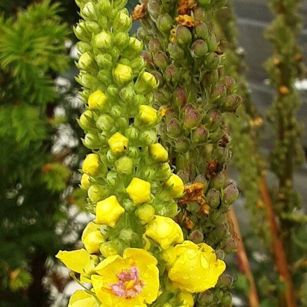 Verbascum nigrum Flor