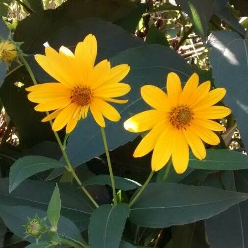 Helianthus tuberosus Кветка