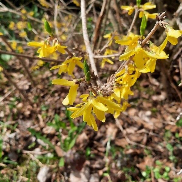 Forsythia suspensa Çiçek