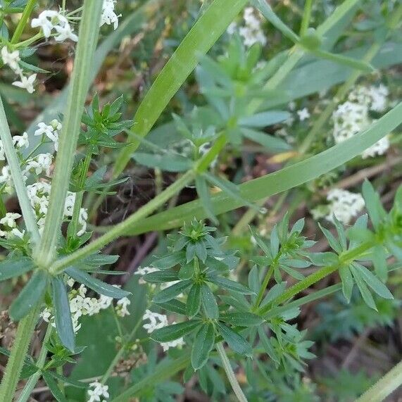 Galium mollugo Blad