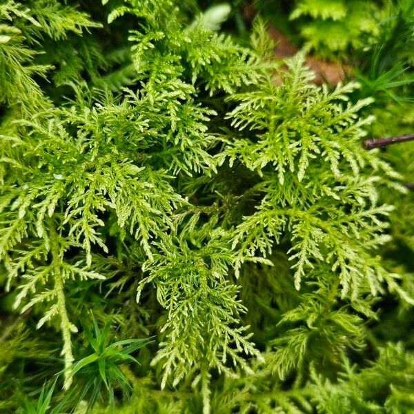 Myriophyllum verticillatum 葉