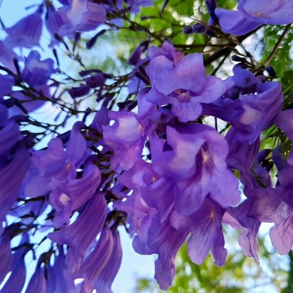 Jacaranda mimosifolia Žiedas