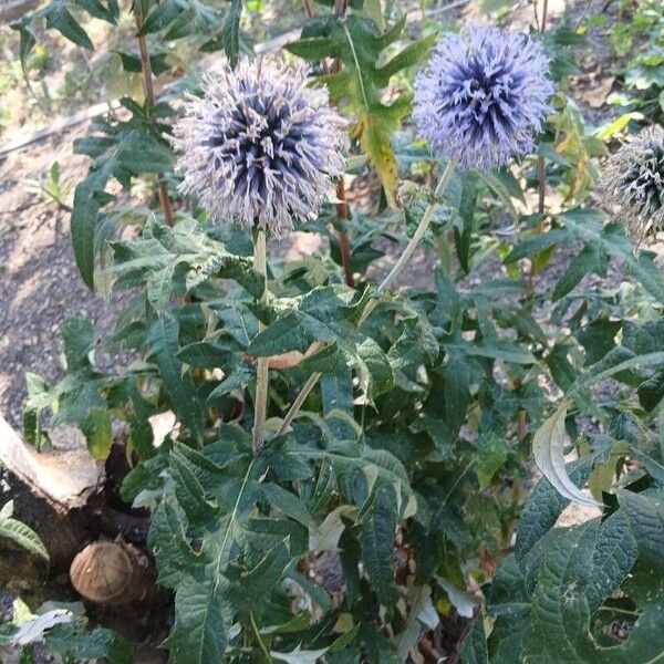 Echinops bannaticus Hàbitat