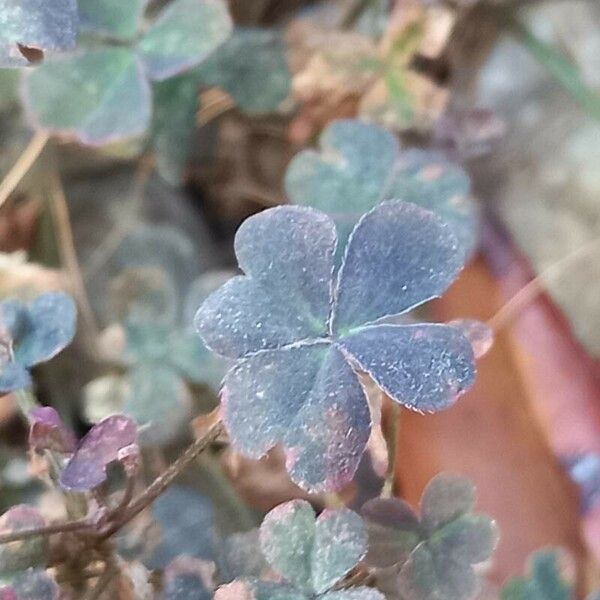 Oxalis corniculata पत्ता