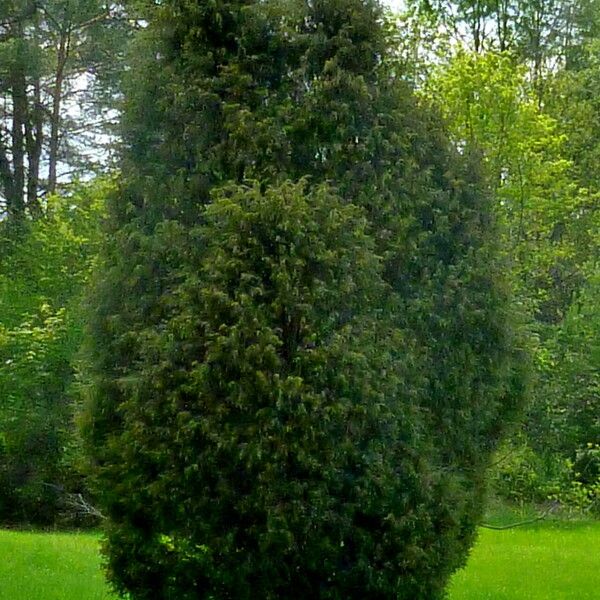 Juniperus communis Hábito