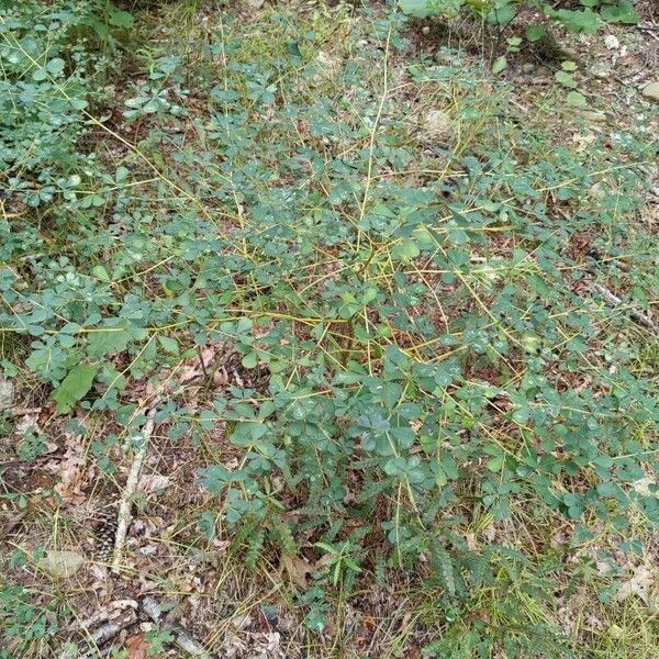 Baptisia tinctoria Лист