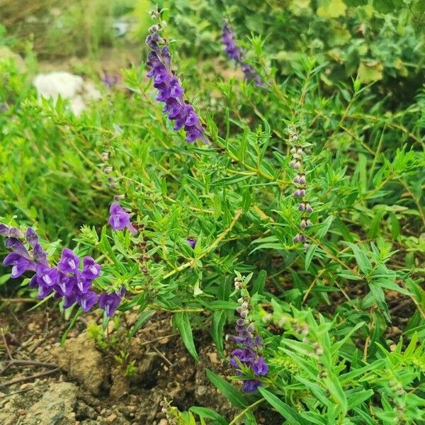 Scutellaria baicalensis Flower