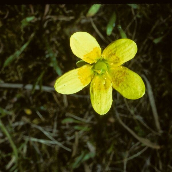 Saxifraga hirculus Cvet