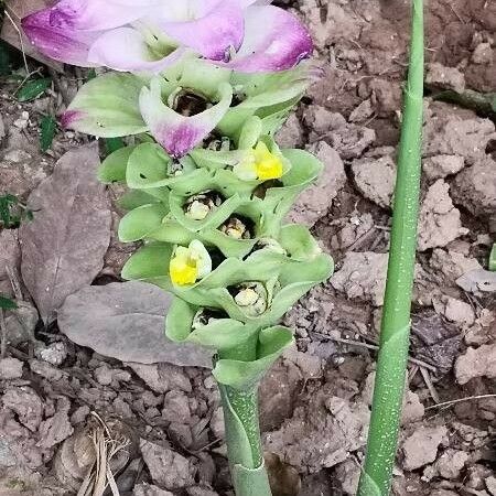 Curcuma aromatica Flower