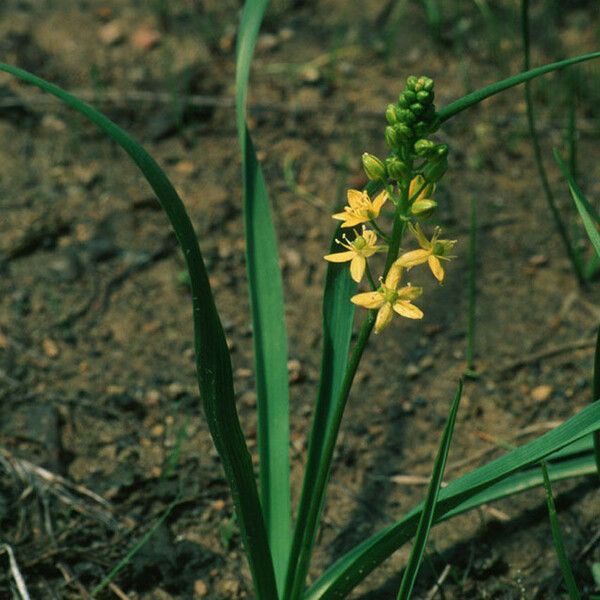 Schoenolirion croceum Blomst