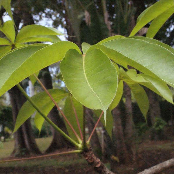 Adansonia digitata Leaf