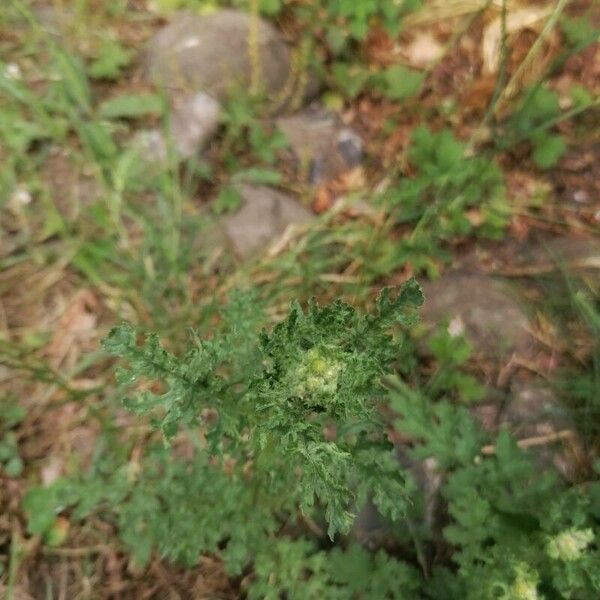 Senecio sylvaticus Frunză