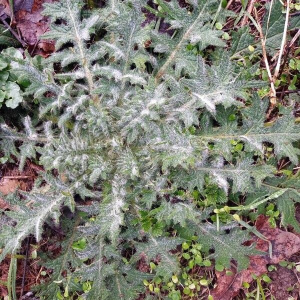 Cirsium vulgare Liść