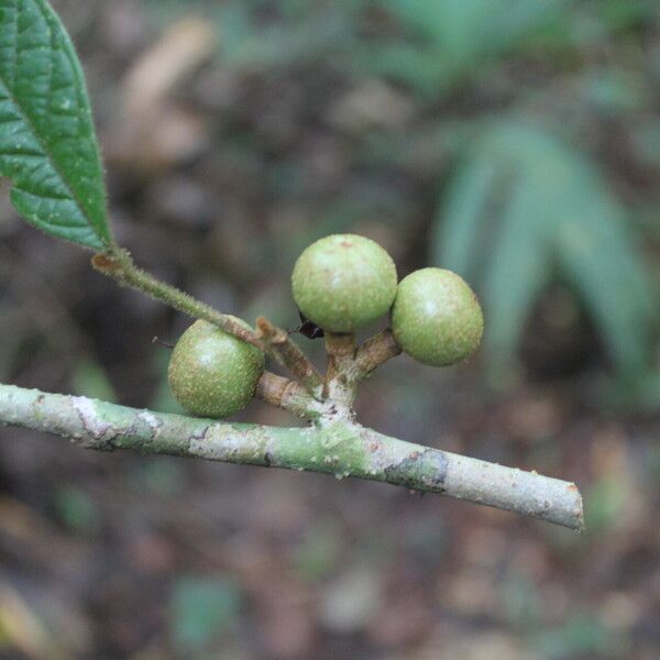 Guarea bullata Plod