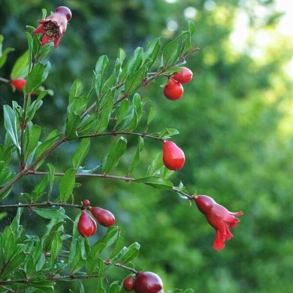 Punica granatum Плід