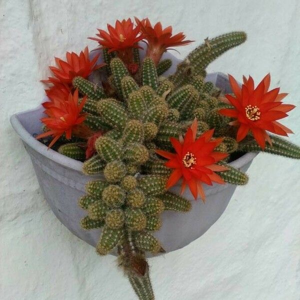 Echinopsis chamaecereus 花