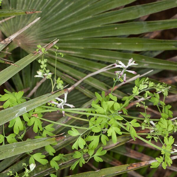 Fumaria bicolor Bark