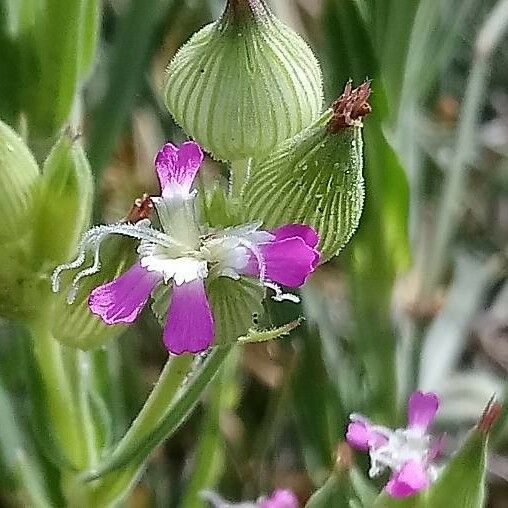 Silene conica Flor