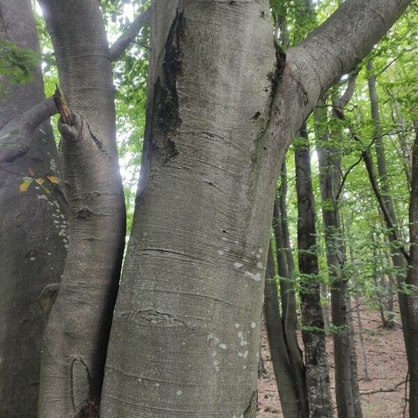 Fagus orientalis Kora