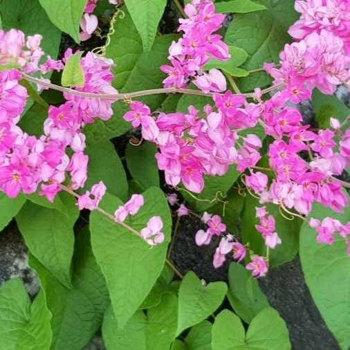 Antigonon leptopus Blomst