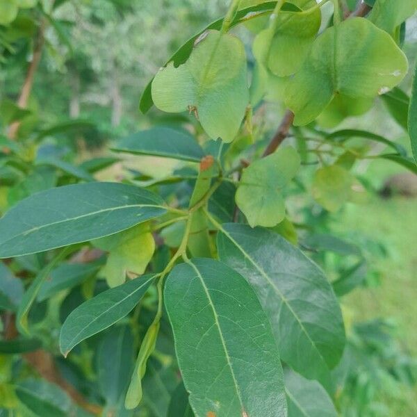 Hymenocardia acida Leaf