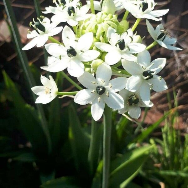 Ornithogalum arabicum Flower