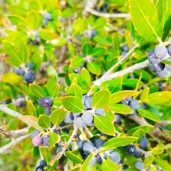 Phillyrea latifolia Fruit