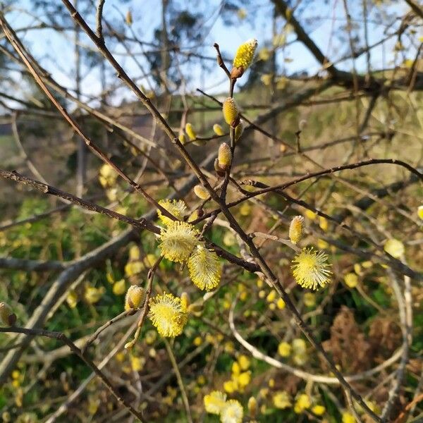 Salix atrocinerea Flower