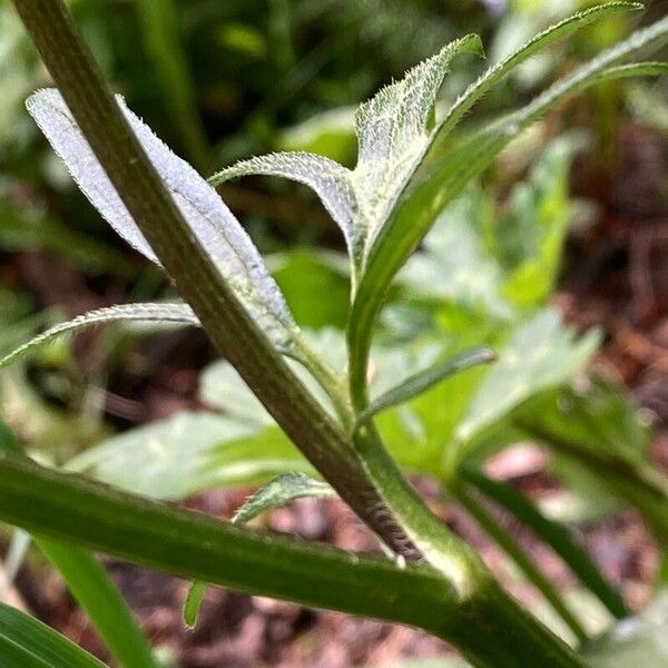 Ranunculus polyanthemos Blad