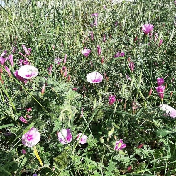 Convolvulus althaeoides عادت