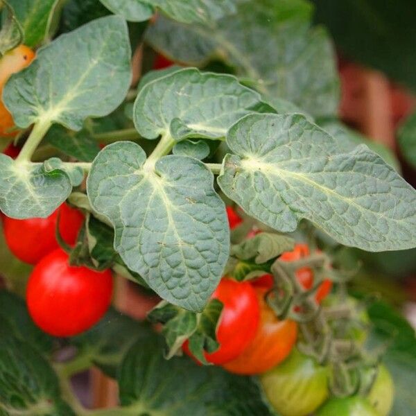 Solanum lycopersicum Anders