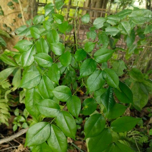 Mezoneuron cucullatum Leaf