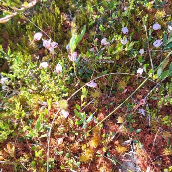 Vaccinium oxycoccos Blodyn