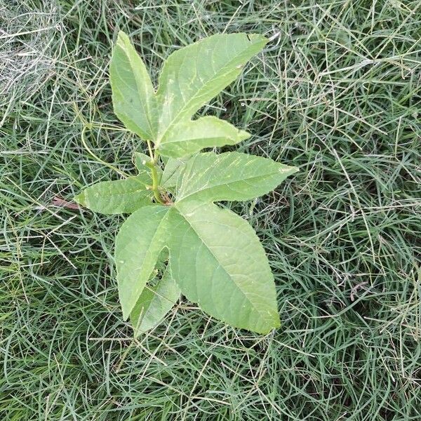 Passiflora incarnata Blatt