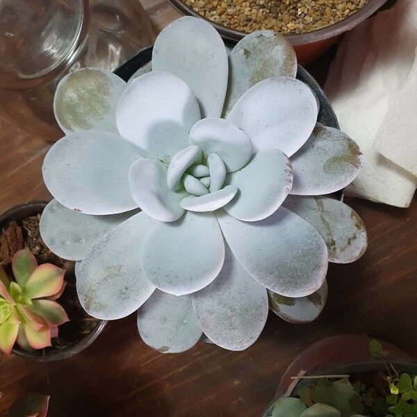 Echeveria laui Leaf