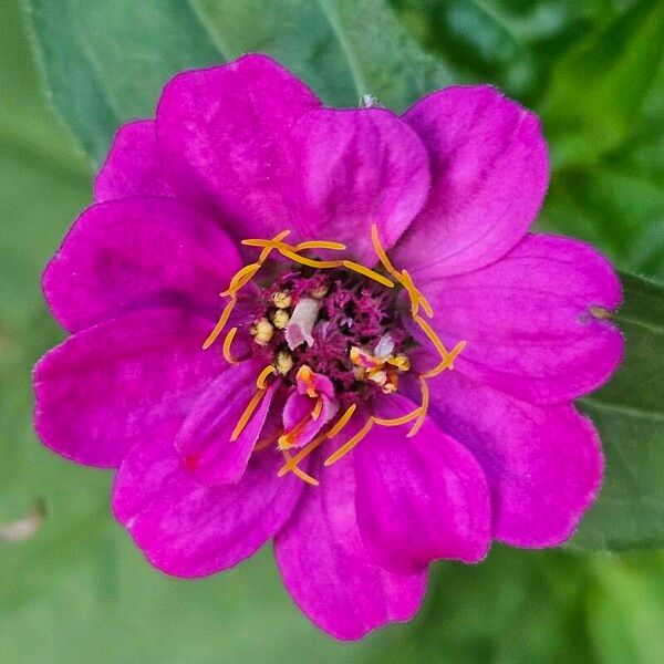 Zinnia elegans 花