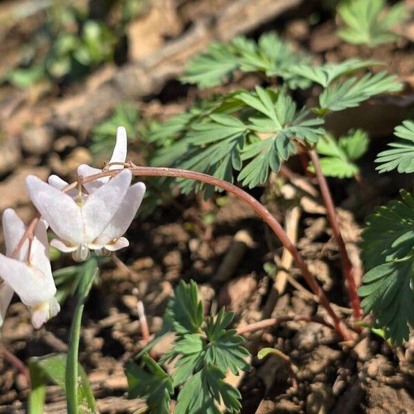 Dicentra cucullaria 花