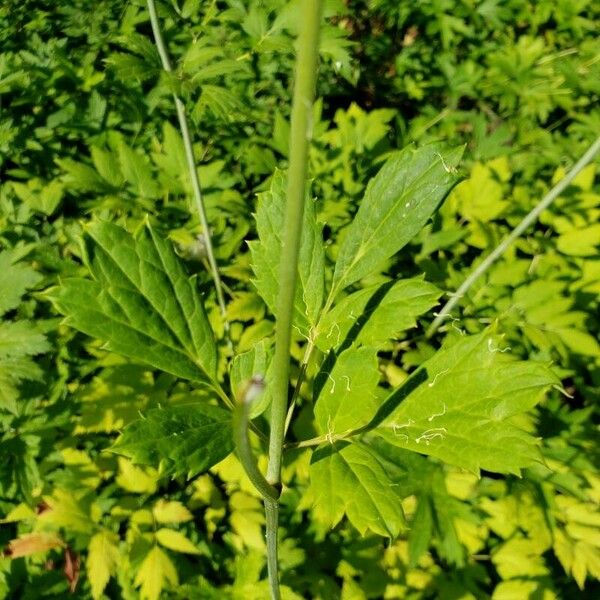 Actaea racemosa 葉