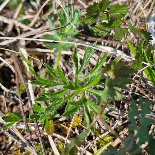 Pulsatilla patens Leaf